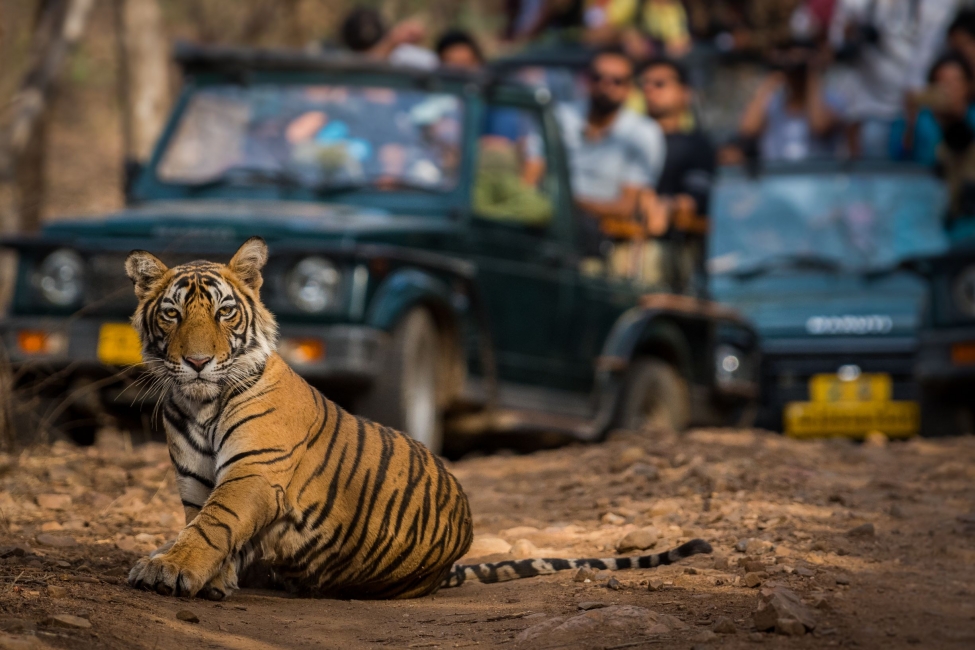 Golden Triangle with Ranthambore Wildlife Safari