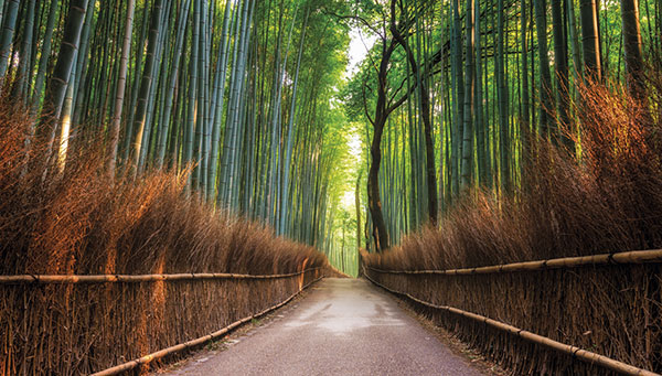 DAY 7 - MOUNT KOYA - KYOTO