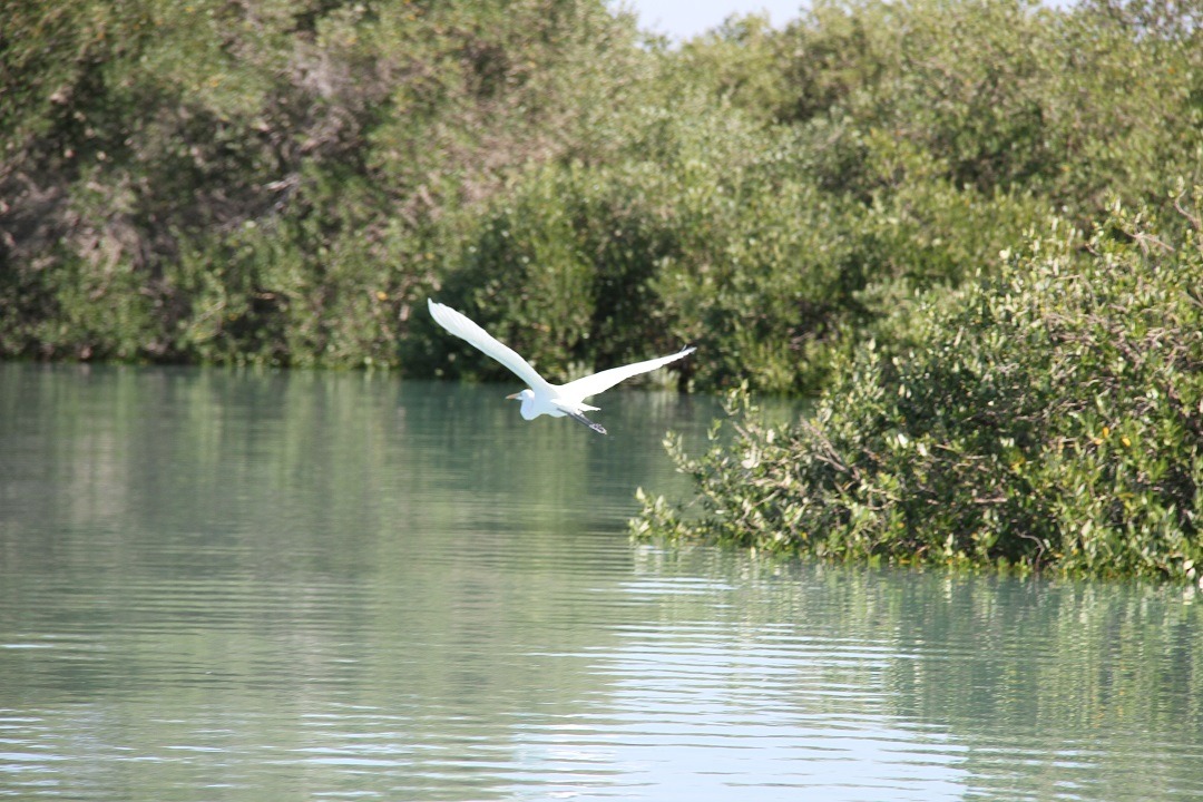 Day 2 - Fly to Qeshm Island